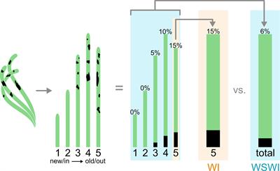 Standard ecological and molecular research methods and techniques for Labyrinthula spp.